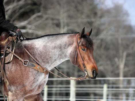 HorseID: 2247451 Rainbows Tuff Gent - PhotoID: 1045924