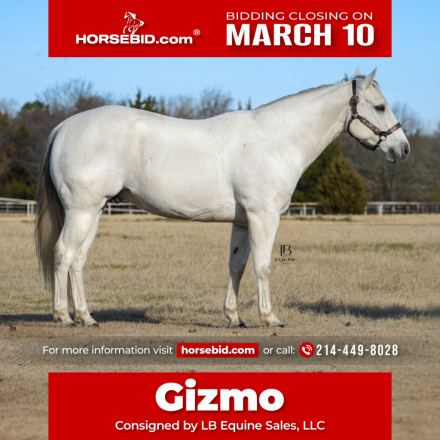 HorseID: 2247452 MPH Gizmo Gone Wild - PhotoID: 1028000