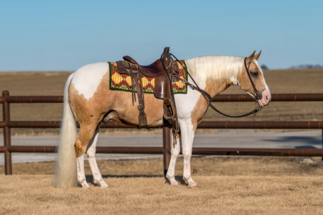 HorseID: 2247455 Slide Me A Shiner - PhotoID: 1045891