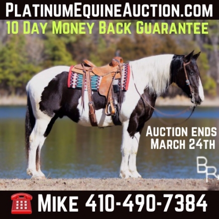 Vegas Br, Black AQHA Quarter Horse Gelding, 10 Day Guarantee Family ...
