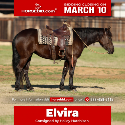 HorseID: 2271745 Elvira - PhotoID: 1062968