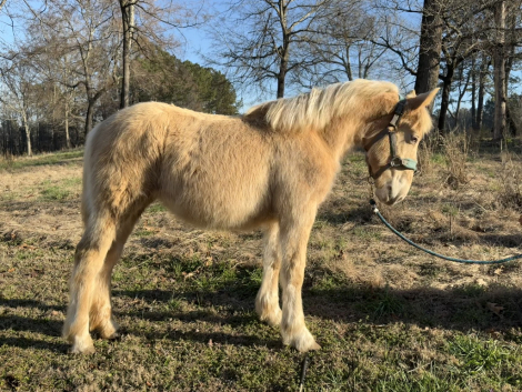 HorseID: 2277181 Raise a Glass Duchess Lillian - PhotoID: 1068690