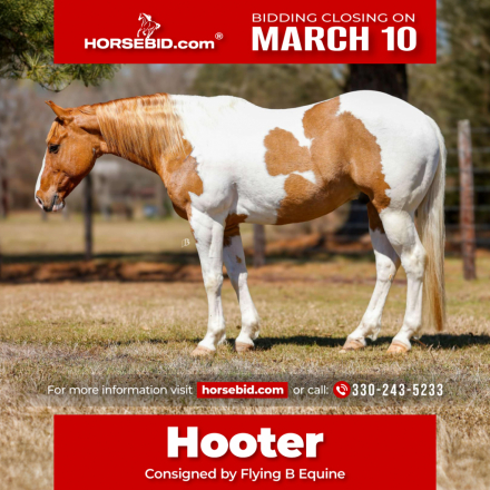 HorseID: 2280904 Hooter - PhotoID: 1055716