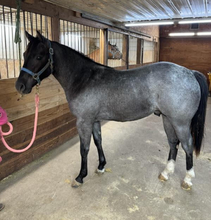 HorseID: 2290693 Bueno Blue - PhotoID: 1068914