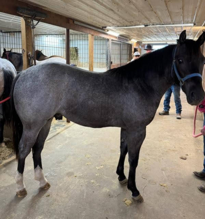 HorseID: 2290693 Bueno Blue - PhotoID: 1068915