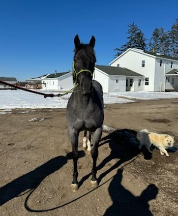 HorseID: 2290693 Bueno Blue - PhotoID: 1068916