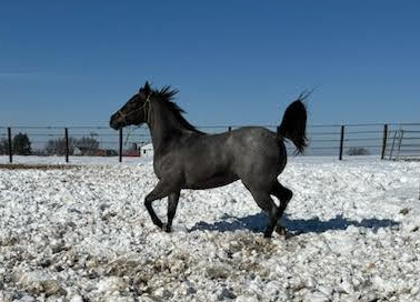 HorseID: 2290693 Bueno Blue - PhotoID: 1068917