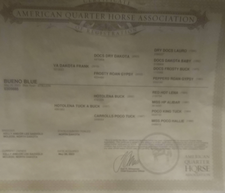 HorseID: 2290693 Bueno Blue - PhotoID: 1068918