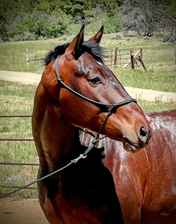 HorseID: 2125148 Wildorado's Saunto - PhotoID: 1045315