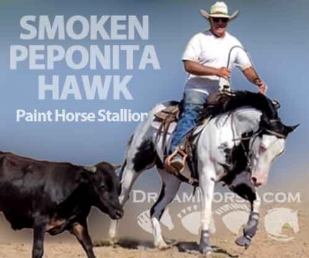HorseID: 2194202 Smoken Peponita Hawk - PhotoID: 946778