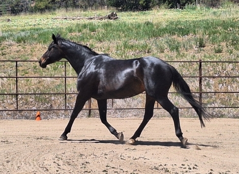 HorseID: 2230854 Wildorado's Aria - PhotoID: 1045309