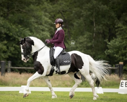 HorseID: 2241403 Emiel BP57 Sport - PhotoID: 1045615