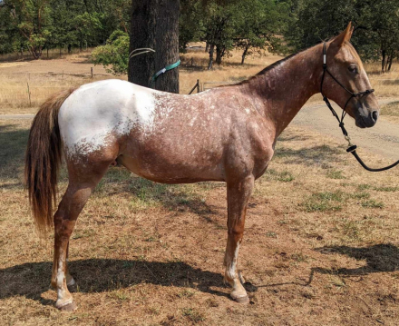 HorseID: 2248820 Tenmiles Flashy Deal - PhotoID: 1073034