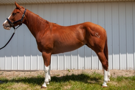 HorseID: 2250478 NV Red Sonny Rain - PhotoID: 1044487