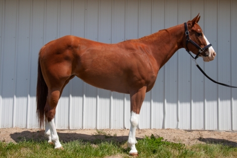 HorseID: 2250478 NV Red Sonny Rain - PhotoID: 1044488