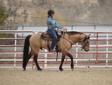 HorseID: 2264002 Docs Peppy Concord - PhotoID: 1032816