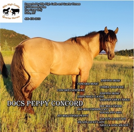HorseID: 2264002 Docs Peppy Concord - PhotoID: 1045400