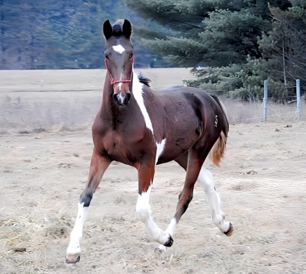 HorseID: 2264812 SR Envious Fame - PhotoID: 1034010
