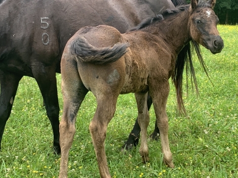 HorseID: 2271092 SHADES OF BLU 50 (Papers still in AQHA) - PhotoID: 1045241