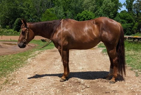 Chips Little Chance, Sorrel AQHA Quarter Horse Mare, Awesome broke and ...