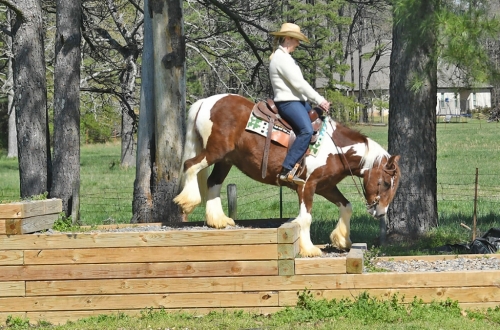 HorseID: 2271962 Rami Of Lochland - PhotoID: 1043625