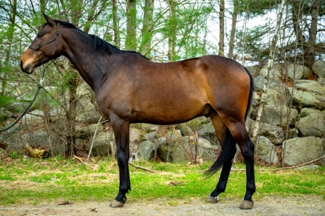 HorseID: 2271985 Baxxter PJ - PhotoID: 1043673