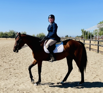 Sofia, Bay AQHA Quarter Horse Appendix Mare, Athletic Appendix Mare for ...