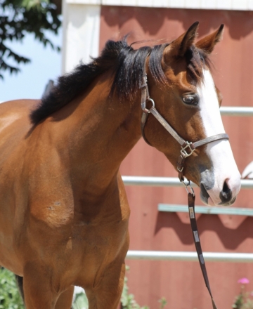 HorseID: 2272498 CHICS SHOOTING PALES - PhotoID: 1044329