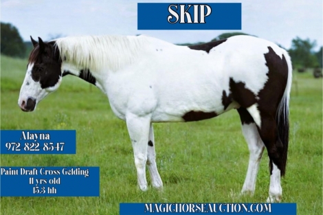 HorseID: 2272589 Skip - PhotoID: 1044433