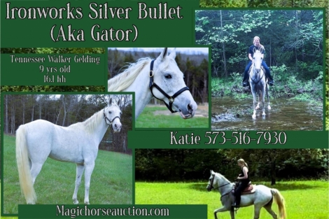 HorseID: 2272614 Ironworks Silver Bullet - PhotoID: 1044457