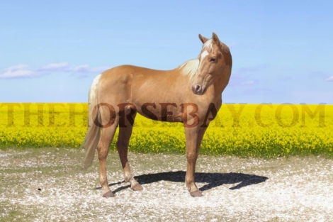 HorseID: 2272635 ITS A GOLDEN SECRET (126254G) - PhotoID: 1045544