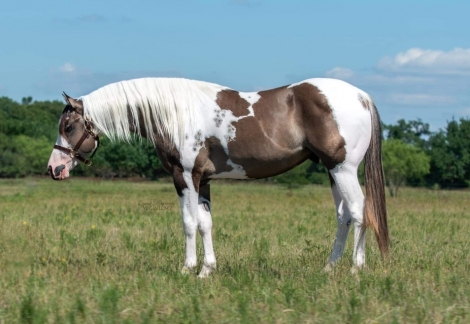 HorseID: 2272652 RIS KEY Summer Breeze - PhotoID: 1044518