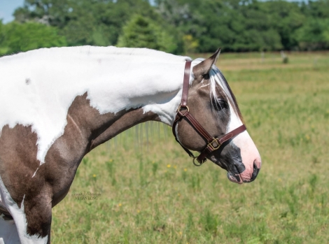 HorseID: 2272652 RIS KEY Summer Breeze - PhotoID: 1044520