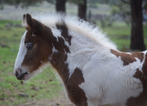 HorseID: 2272721 CPH Wynn's Grace - PhotoID: 1044644