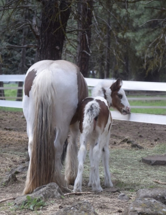 HorseID: 2272721 CPH Wynn's Grace - PhotoID: 1044649