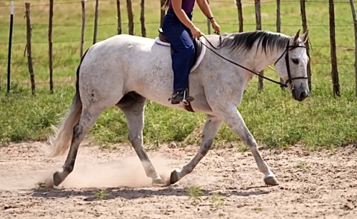 HorseID: 2272724 WPH SILVERIMAGE - PhotoID: 1044655