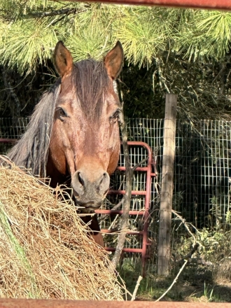 HorseID: 2272854 Scottish Bay Bonanza - PhotoID: 1045682