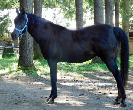 HorseID: 2272972 JF Black Lace - PhotoID: 1044965