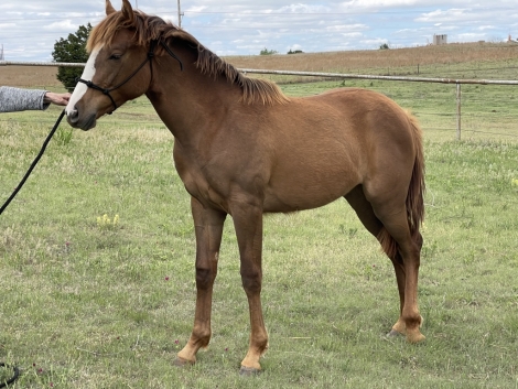 Tres Dancing, Bay AQHA Quarter Horse Filly, Granddaughter of Tres Seis ...