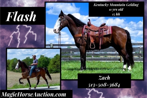 HorseID: 2273105 Flash - PhotoID: 1045125