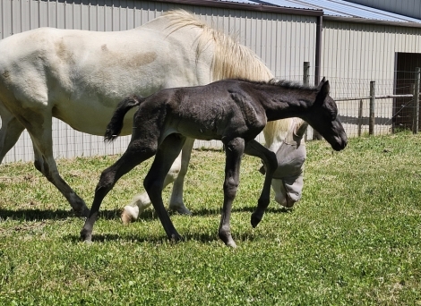 HorseID: 2273122 Mystic Moonlight - PhotoID: 1045143