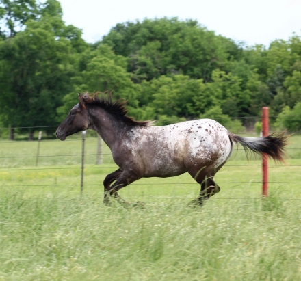 HorseID: 2273196 PHANTOM BLACKBURN - PhotoID: 1045273