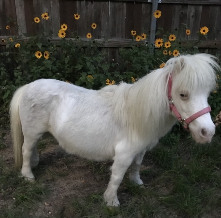 HorseID: 2273311 Daisy, Mr. Crinkles, Mr. Chuckles - PhotoID: 1045383