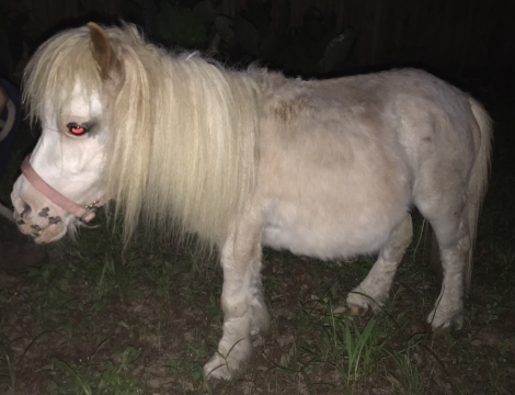 HorseID: 2273311 Daisy, Mr. Crinkles, Mr. Chuckles - PhotoID: 1045384