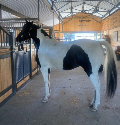 HorseID: 2273398 Tango - PhotoID: 1045746