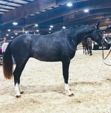 HorseID: 2273405 Quasar Blue FLS - PhotoID: 1045501