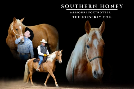 HorseID: 2273413 Southern Honey - PhotoID: 1045520