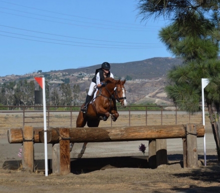 HorseID: 2273456 Omard Honey Factor - PhotoID: 1045596