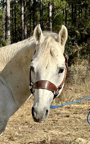 HorseID: 2273468 Daddys Pure Platinum - PhotoID: 1045684