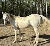 HorseID: 2273468 Daddys Pure Platinum - PhotoID: 1045685